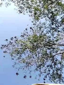 Bhavna8080 on StripChat